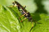 Ichneumon xanthorius. Vrouw. Onderfamilie Ichneumoninae. Familie Gewone sluipwespen. Ichneumonidae.