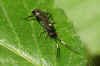 Vulgichneumon saturatorius nigripedis. Tribe Ichneumonini. Onderfamilie Ichneumoninae. Familie Gewone sluipwespen. Ichneumonidae.