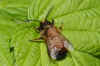 Hairy-fingered hairy-footed mite, Chaetodactylus osmiae. Family Chaetodactylidae.