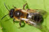 Buffish Mining Bee (Andrena nigroaenea). Female. Family Mining Bees (Andrenidae).