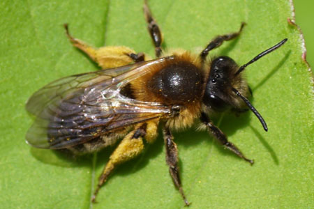 Buffish Mining Bee (Andrena nigroaenea). Female. Family Mining Bees (Andrenidae).