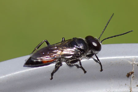Astata boops. Subfamily Astatidae. Family Crabronidae or  family Astatidae. Astata is considered to belong to the subfamily Astatidae of the family Crabronidae. But also often to a separate family Astatidae. 