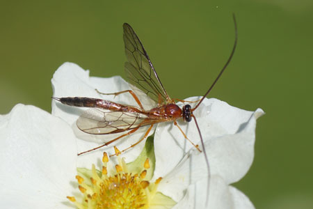 Cidaphus alarius. Man. Onderfamilie Mesochorinae. Familie Gewone sluipwespen, Ichneumonidae