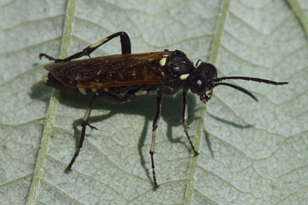 Macrophya duodecimpunctata. Subfamily Tenthredininae. Family Common sawflies (Tenthredinidae).