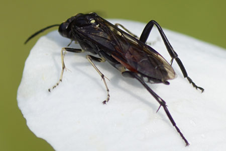 Macrophya militaris. Subfamily Tenthredininae. Family Common sawflies (Tenthredinidae).