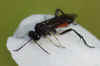 Macrophya militaris. Subfamily Tenthredininae. Family Common sawflies (Tenthredinidae).