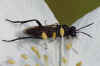 Macrophya militaris. Subfamily Tenthredininae. Family Common sawflies (Tenthredinidae).
