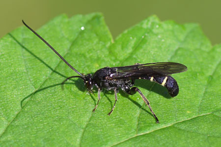 Metopius. Onderfamilie Metopiinae. Familie Gewone sluipwespen, Ichneumonidae.