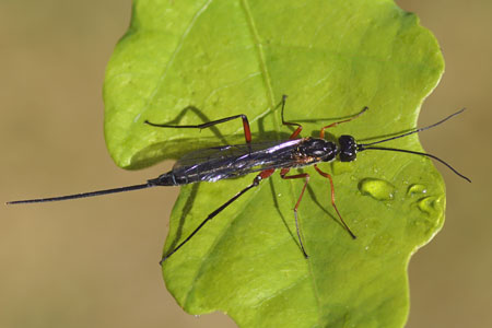 Podoschistus scutellaris. Onderfamilie Poemeniinae. Familie Gewone sluipwespen, Ichneumonidae.