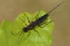 Podoschistus scutellaris. Onderfamilie Poemeniinae. Familie Gewone sluipwespen, Ichneumonidae.
