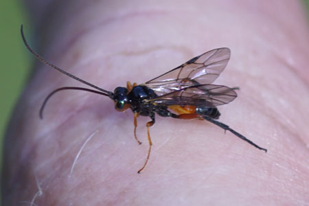 Scolobates auriculatus.Tribe Scolobatini. Subfamily  Ctenopelmatinae. Family Ichneumon wasps, Ichneumonidae.