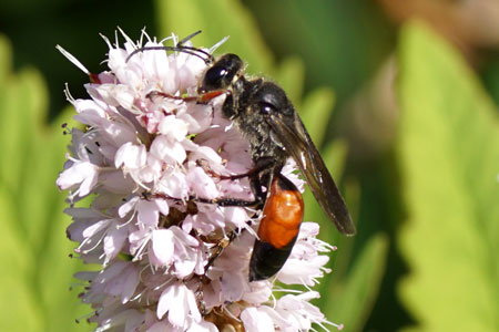 Golden Digger Wasp, Sphex funerarius. Family Sphecidae.