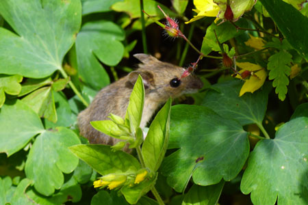 Long-tailed Field Mouse (Apodemus sylvaticus). Family Muridae.