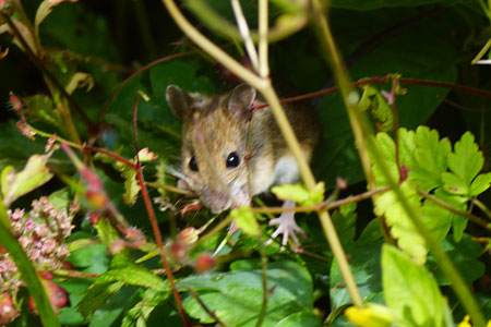 Long-tailed Field Mouse (Apodemus sylvaticus). Family Muridae.