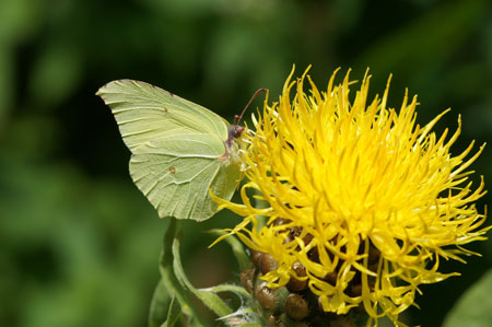 Brimstone (Gonepteryx rhamni) / Yellow knapweed (Centaurea macrocephala)