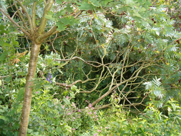 staghorn sumac