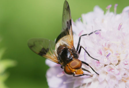 White-banded Drone Fly (Volucella pellucens)  /  Field Scabious (Knautia Arvensis)