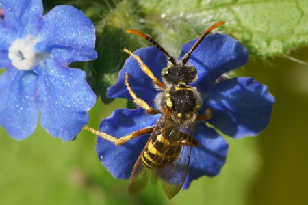 Wasp bee, Nomada spec. / Green Alkanet, Evergreen Bugloss (Pentaglottis sempervirens)