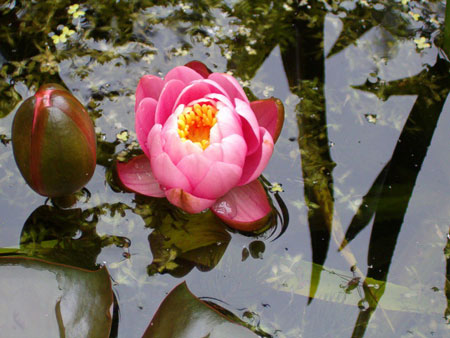 waterlelie (Nymphaea firecrest)