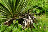 Palmlelie (Yucca gloriosa 'Variegata'). Aspergefamilie (Asparagaceae).