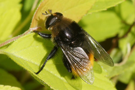 Narcissus fly, Greater bulb fly (Merodon equestris). Genus: Merodon.