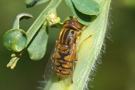 Parhelophilus versicolor. Genus Parhelophilus. Family hoverflies (Syrphidae).