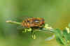 Parhelophilus versicolor. Genus Parhelophilus. Family hoverflies (Syrphidae).