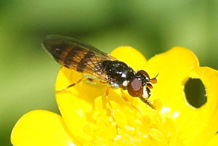 Pelecocera tricincta. Genus: Pelecocera.